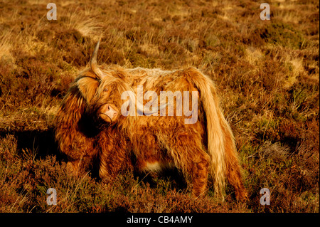 Highland bestiame pascola su Exmoor in luce autunnale Foto Stock