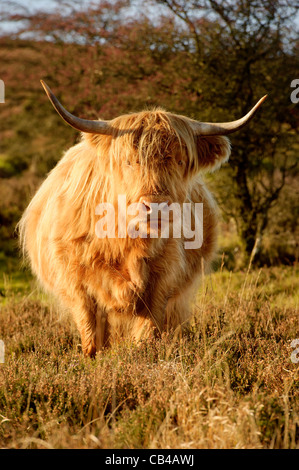 Highland bestiame pascola su Exmoor in luce autunnale Foto Stock