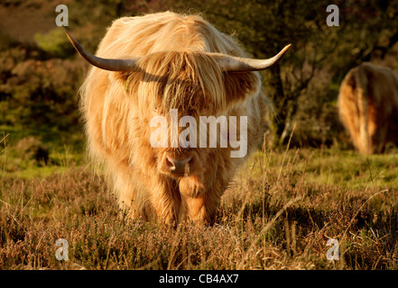 Highland bestiame pascola su Exmoor in luce autunnale Foto Stock