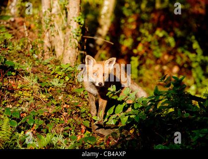 Un bambino selvaggio fox nel bosco in Devon Foto Stock