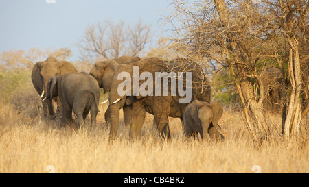 Parte di un allevamento allevamento di elefante africano (Loxodonta africana) nel Parco Nazionale di Kruger, Sud Africa. Foto Stock