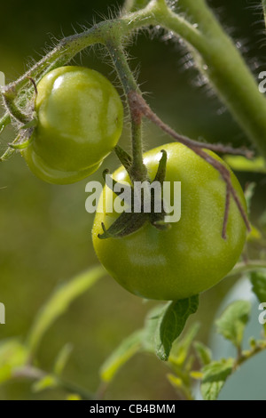 Pomodori cresciuti in casa Gran Bretagna REGNO UNITO Foto Stock