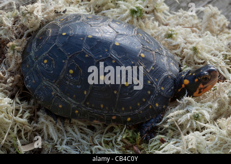 Avvistato tartaruga (Clemmys guttata). Vista dorsale del carapace o mantello che mostra macchie di colore giallo su scutes. Nord America specie d'acqua dolce. Foto Stock