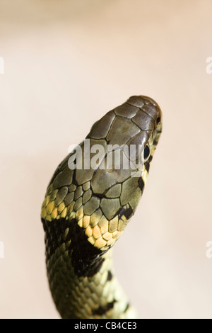 Biscia dal collare (Natrix natrix helvetica). La scalatura sulla testa, e specie identificazione di giallo e nero collare. Foto Stock