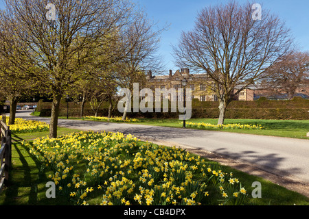 Sole primaverile e narcisi Gisborough Hall, Guisborough, Cleveland Foto Stock