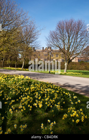 Sole primaverile e narcisi Gisborough Hall, Guisborough, Cleveland Foto Stock