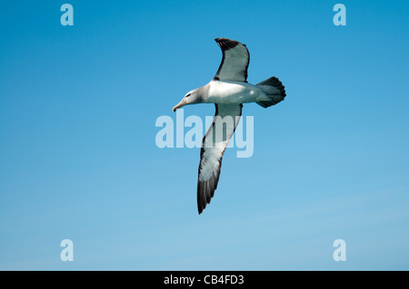 Il Salvin Mollymawk volando sopra l'Oceano Pacifico vicino a Kaikoura coast in Nuova Zelanda. Fliegender Salvin-Albatros. Foto Stock