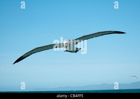 Il Salvin Mollymawk volando sopra l'Oceano Pacifico vicino a Kaikoura coast in Nuova Zelanda. Fliegender Salvin-Albatros. Foto Stock