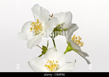 Gelsomino (Jasminum officinale) Foto Stock