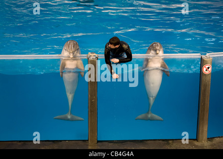 Dolphin trainer con i delfini durante la mostra del delfinario Boudewijn Seapark vicino a Bruges, Belgio Foto Stock