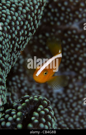 Arancione, Anemonefish Amphiprion sandaracinos, Nusa Laut, Banda Mare, Molucche, Indonesia, Oceano Pacifico Foto Stock