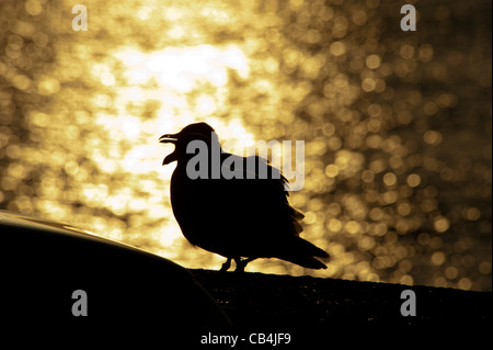 I giovani Gabbiani erano su una parete in cerca di cibo dai passanti. È stato preso a Victoria Dock Caernarfon Galles del Nord Regno Unito. Foto Stock