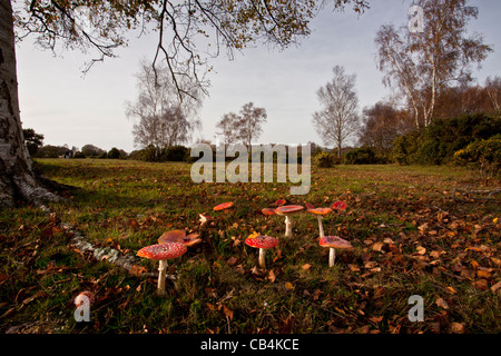 Gruppo di Fly Agaric funghi amanita muscaria in vecchi pascoli sotto una betulla, Gorley comune, New Forest, Hants. Foto Stock