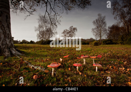 Gruppo di Fly Agaric funghi amanita muscaria in vecchi pascoli sotto una betulla, Gorley comune, New Forest, Hants. Foto Stock