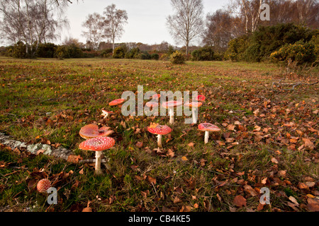 Gruppo di Fly Agaric funghi amanita muscaria in vecchi pascoli sotto una betulla, Gorley comune, New Forest, Hants. Foto Stock