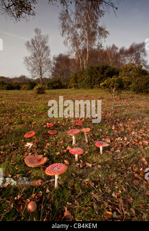 Gruppo di Fly Agaric funghi amanita muscaria in vecchi pascoli sotto una betulla, Gorley comune, New Forest, Hants. Foto Stock