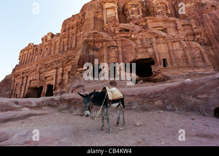 Un asino di fronte all'ombra tombe reali all'antica città di Petra in Giordania Foto Stock