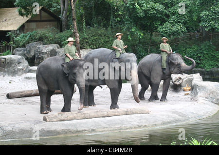 Tre elefanti effettuando al Singapore Zoo Foto Stock