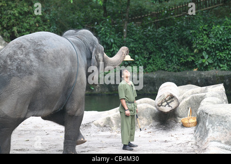 Elephant prendendo un cappello di un uomo al Singapore Zoo Foto Stock