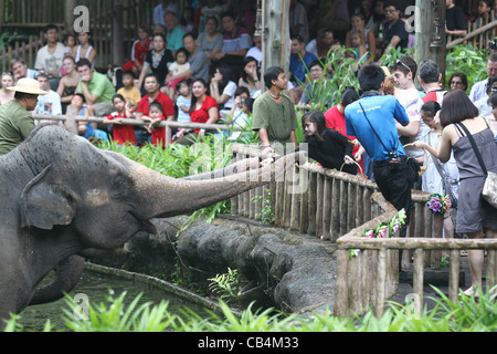 Ragazza elefanti di alimentazione una banana a Singapore Zoo Foto Stock