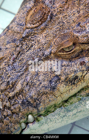 Coccodrillo in piscina al Crocodile Farm sull'Isola di Langkawi. Foto Stock