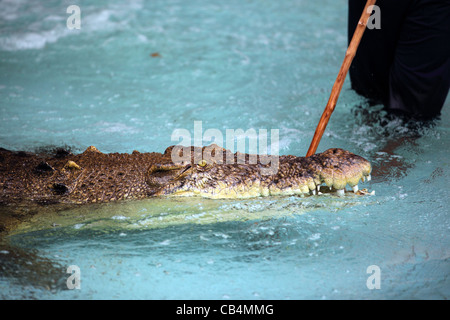 Uomo in piscina con coccodrillo durante una mostra a una fattoria di coccodrilli sull'Isola di Langkawi. Foto Stock