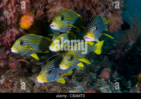 Nastro di scolarizzazione sweetlips, Plectorhinchus polytaenia Raja Ampat, Papua occidentale, in Indonesia, Oceano Pacifico Foto Stock