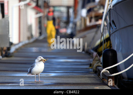 Seagull sul dock di Campbell porto fluviale sulla isola di Vancouver in British Columbia, Canada. Foto Stock