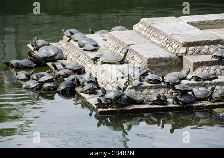 Trachemys scripta elegans - rosso-eared slider, su per le scale di un tempio stagno Foto Stock