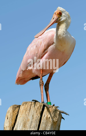 Roseate Spatola (Platalea ajaja) appollaiato su legno post sul cielo blu sullo sfondo Foto Stock