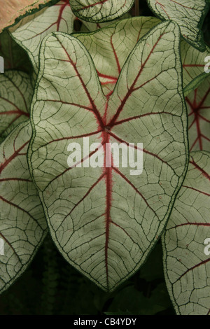 Caladium foglia con il rosso e il verde le vene Foto Stock