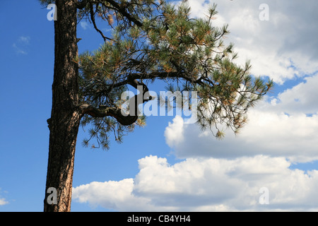 Curva di pino Ponderosa ramo contro un poco nuvoloso cielo blu Foto Stock