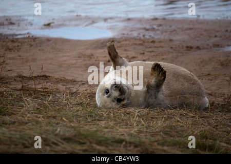 Cucciolo di foca che fluttua Foto Stock
