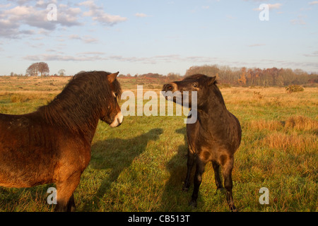 Exmoor pony su Daisy Hill Riserva Naturale Foto Stock