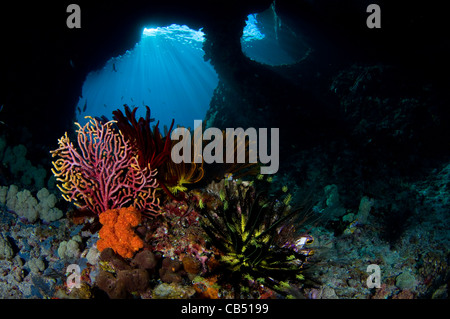 Crinoidi e una piccola ventola gorgonia, Subergogia sp., nella parte anteriore di Boo Windows, Raja Ampat, Papua occidentale, in Indonesia, Oceano Pacifico Foto Stock