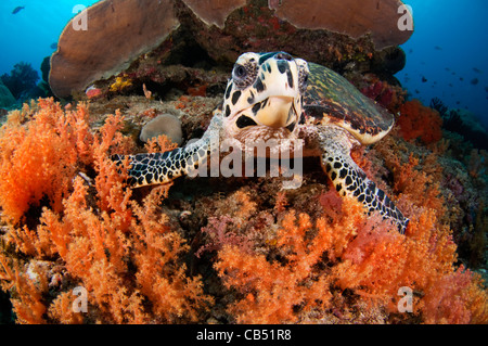 Tartaruga embricata, Eretmochelys imbricata e soft coral, Raja Ampat, Papua occidentale, in Indonesia, Oceano Pacifico Foto Stock