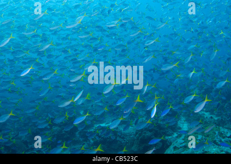 La scolarizzazione limanda fusiliers, Caesio cuning Raja Ampat, Papua occidentale, in Indonesia, Oceano Pacifico Foto Stock