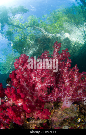 Soft Coral, Dendronephthya sp., cresce nei fondali bassi sotto le mangrovie, Raja Ampat, Papua occidentale, in Indonesia, Oceano Pacifico Foto Stock