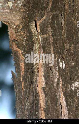 Comune Drago deltaplano, Draco volans, Thailandia, isola di Phuket Foto Stock