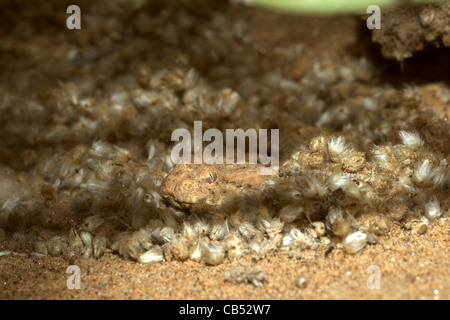 Cornuto Puff sommatore, Bitis caudalis, Namib Desert, Namibia Foto Stock