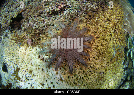 Una corona di spine di stelle marine Acanthaster planci, lentamente divora un grande tavolo coral, Acropora sp., Raja Ampat, Papua Occidentale Foto Stock