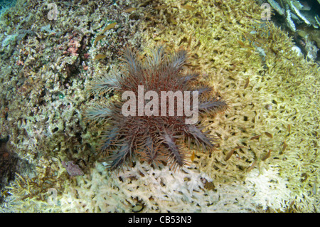 Una corona di spine di stelle marine Acanthaster planci, lentamente divora un grande tavolo coral, Acropora sp Raja Ampat Papua Nuova Guinea Indonesia Foto Stock