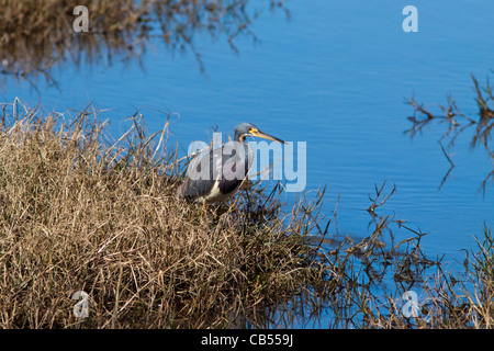 Heron tricolore, Egretta tricolore, al rifugio naturale nazionale Anahuac nel Texas sudorientale. Foto Stock
