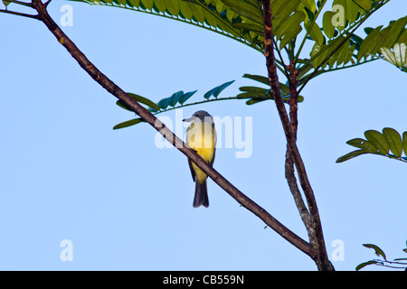 Tropical Kingbird, Tyrannus melancholicus, un grande tiranno flycatcher, in Costa Rica. Foto Stock