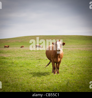 Le mucche al pascolo su un bel verde pascolo Foto Stock