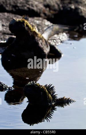 Le galapagos mare piscine nuotare close-up Iguana marina fresco ambiente all'aperto alla luce del sole parco isolato di riserva Sun in via di estinzione Foto Stock