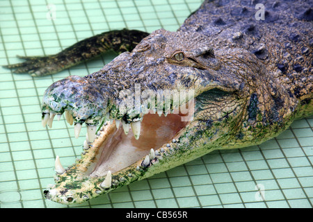 Coccodrillo in piscina al Crocodile Farm sull'Isola di Langkawi. Foto Stock