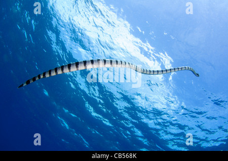 Un mare nastrati snake sorge alla superficie, Laticauda colubrina, Pulau Raja, Nusa Tenggara, Indonesia, Oceano Pacifico Foto Stock