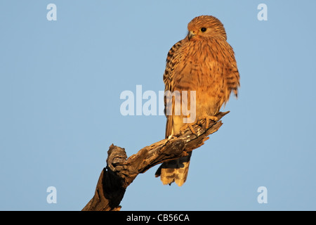 Maggiore il gheppio (Falco rupicoloides) appollaiato su un ramo, Kgalagadi Parco transfrontaliero, Sud Africa Foto Stock