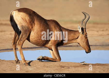 Red hartebeest (Alcelaphus buselaphus) acqua potabile, Kgalagadi Parco transfrontaliero, Sud Africa Foto Stock